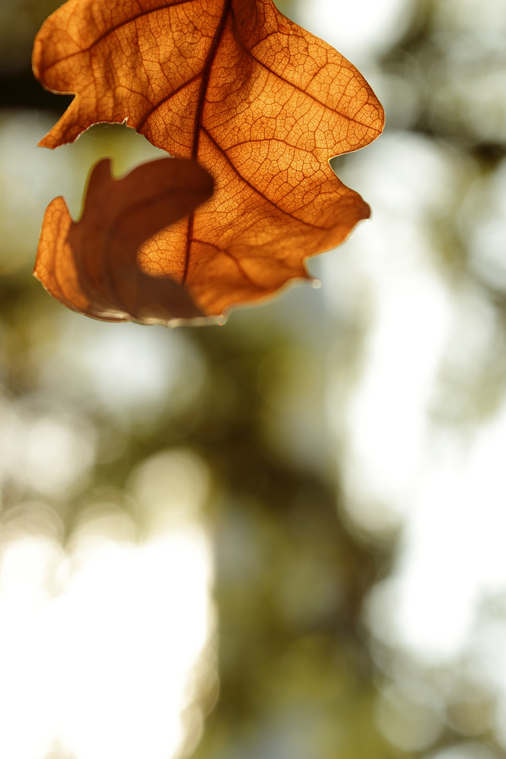 Ein letztes Blatt