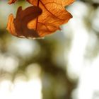 Ein letztes Blatt