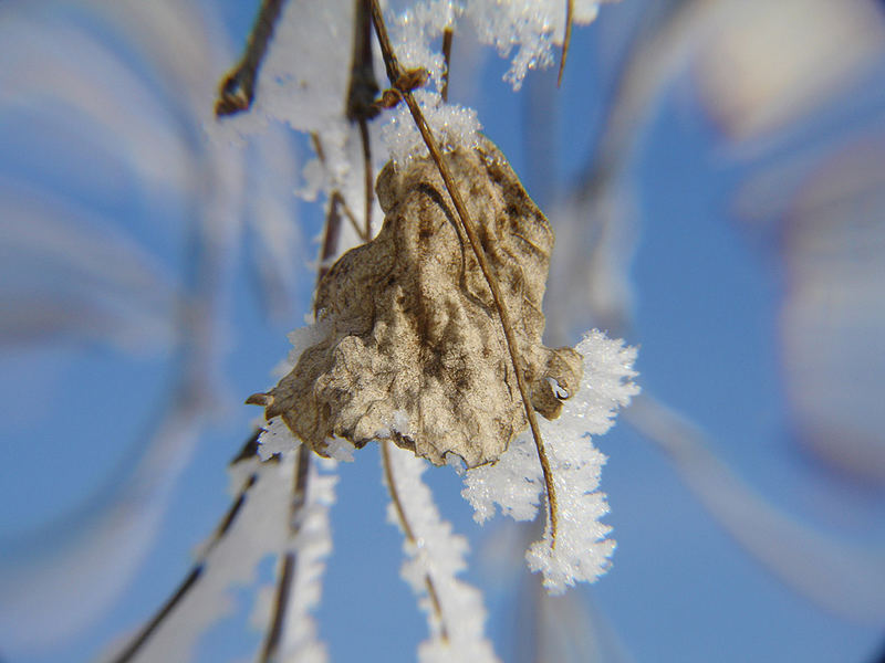 Ein letztes Blatt