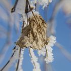 Ein letztes Blatt