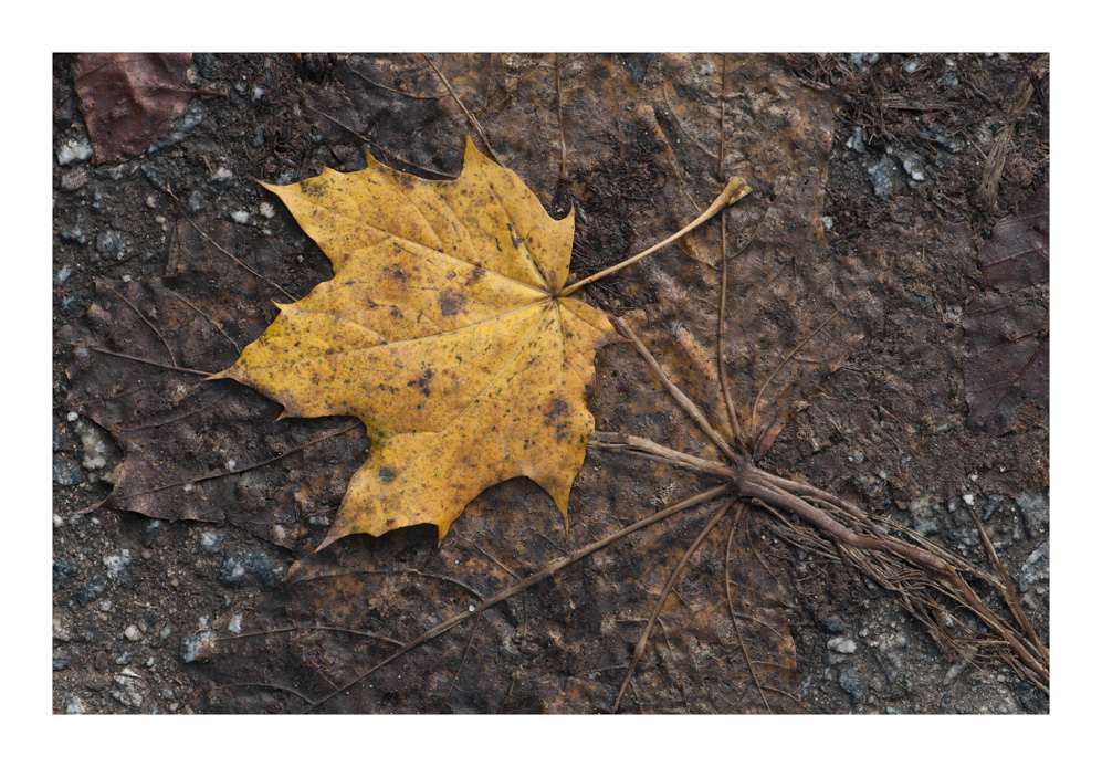 ein letztes blatt