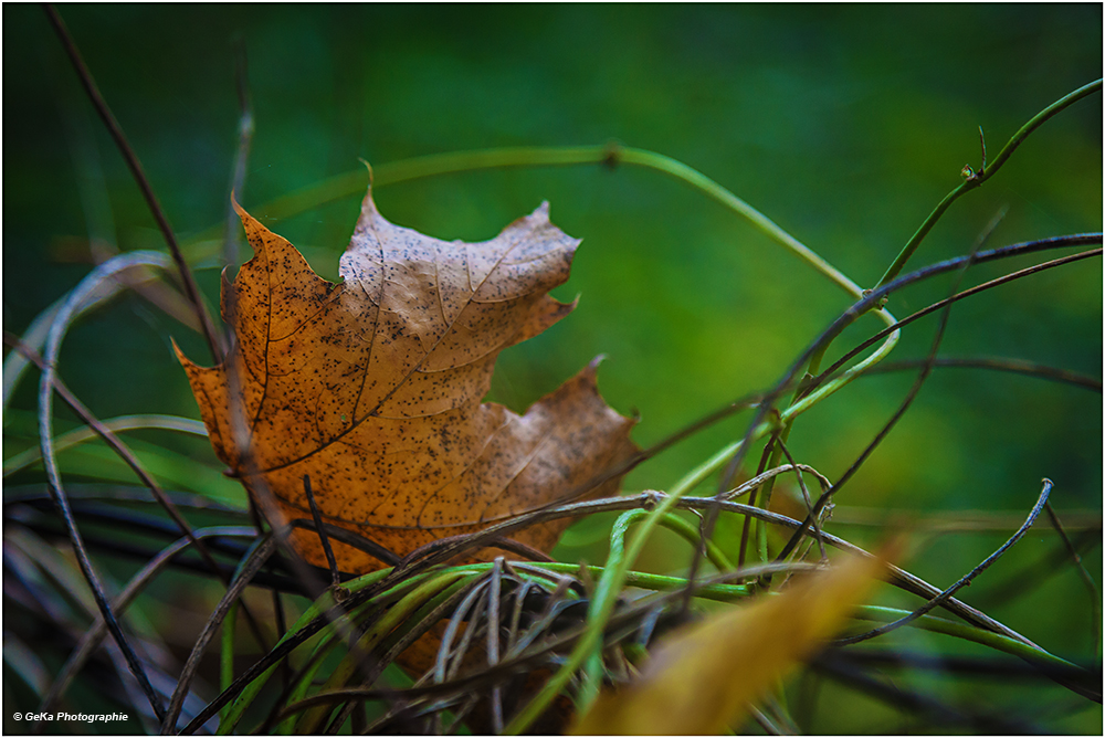 ein letztes Blatt