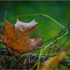 ein letztes Blatt