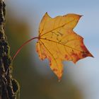 Ein letztes Blatt...