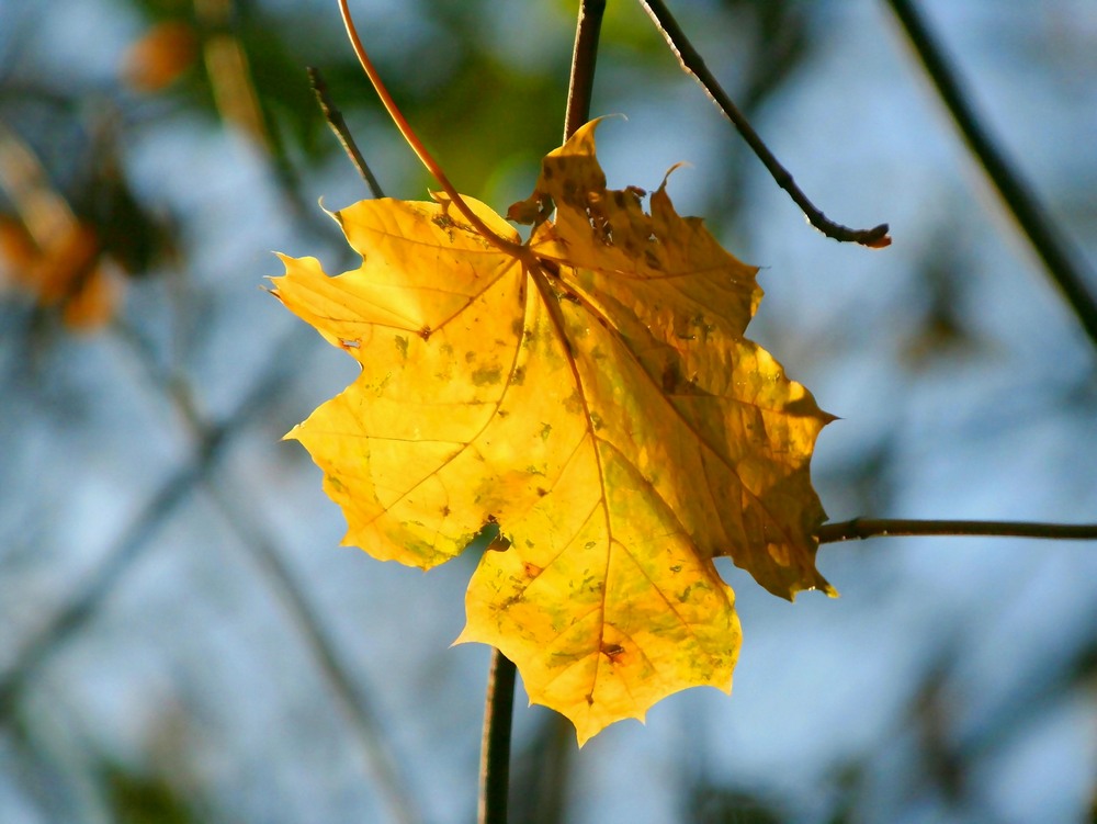 Ein letztes Blatt...