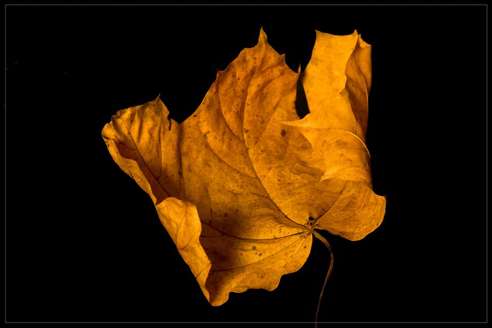 Ein letztes Blatt