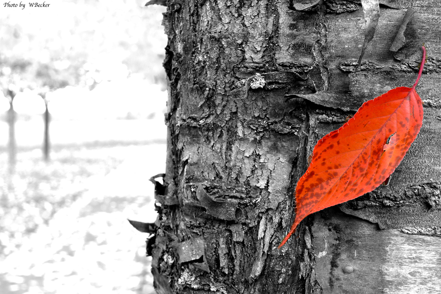 ... ein letztes Blatt