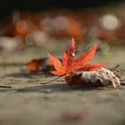 Ein letztes Blatt