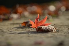 Ein letztes Blatt