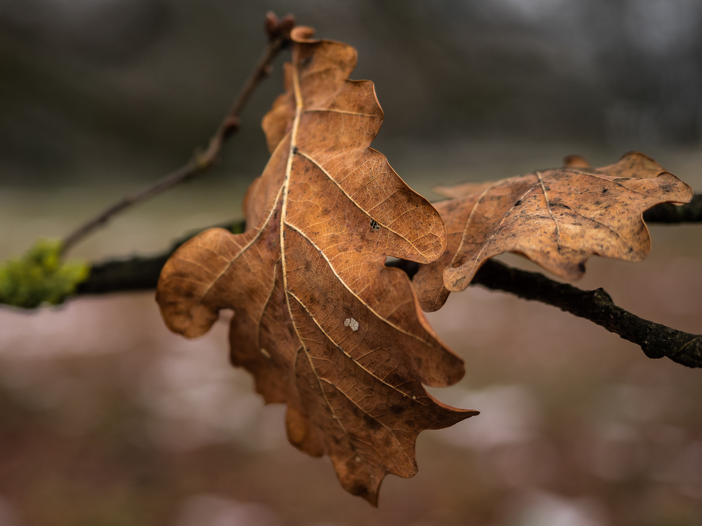 Ein letztes Blatt