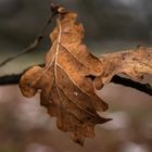 Ein letztes Blatt