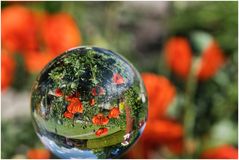 ein letztes Foto vom Mohn bevor er ganz verblüht ist