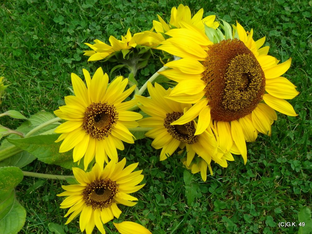 Ein letztes Foto von der gestürzten Sonnenblume in der Natur !