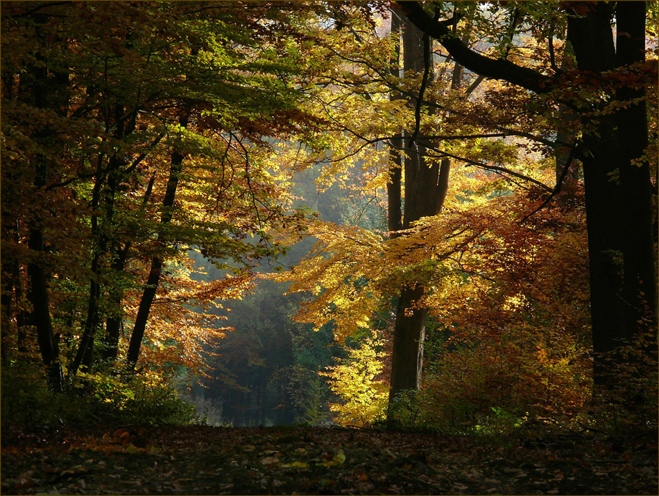 ein letztes Herbst Leuchten