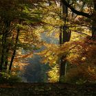 ein letztes Herbst Leuchten