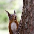 Ein letztes Hörnchen