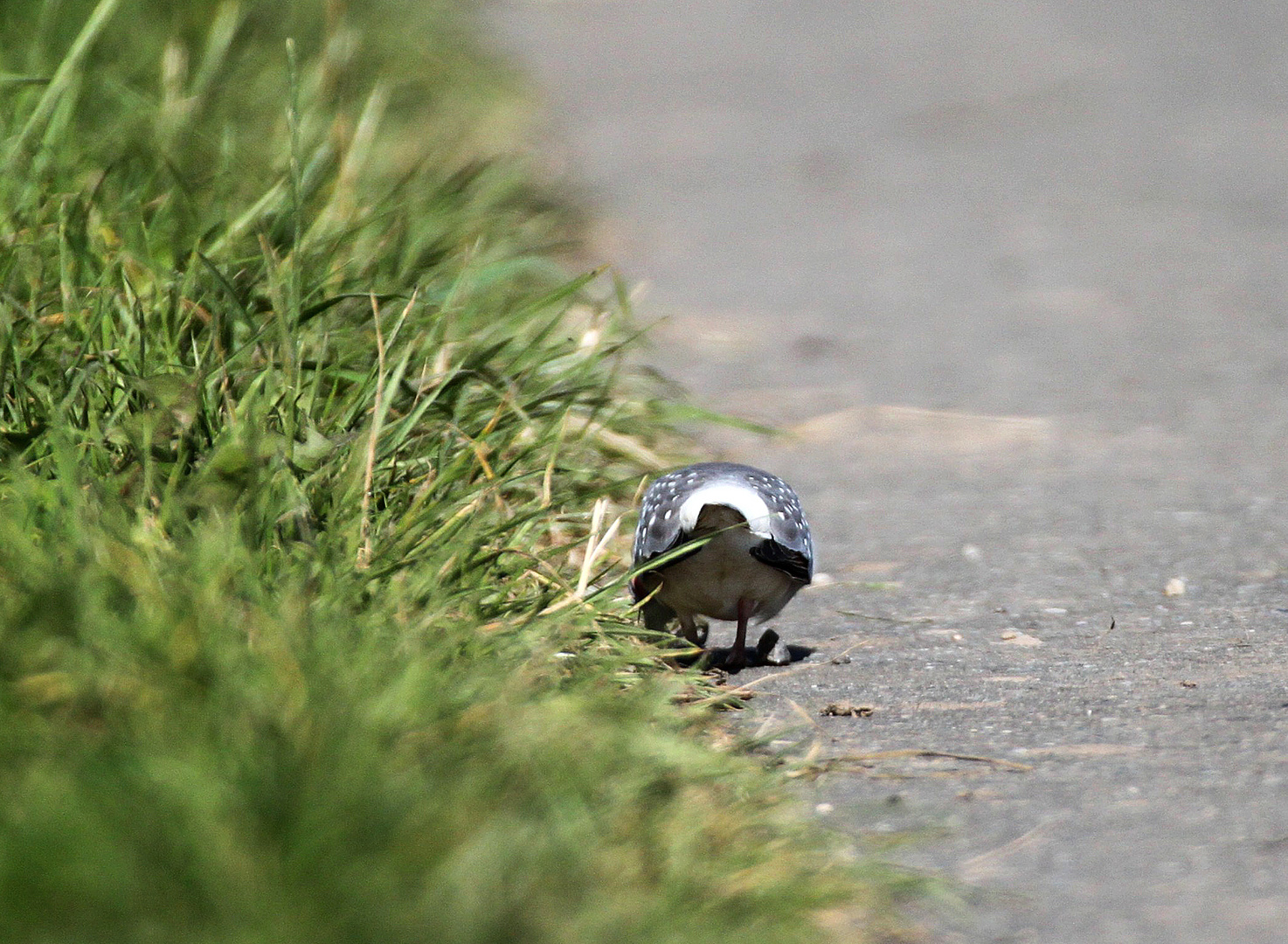 Ein letztes kleines (Vogel)-Rätsel