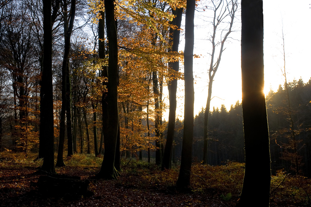 ein letztes Licht im Herbstwald