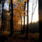 ein letztes Licht im Herbstwald