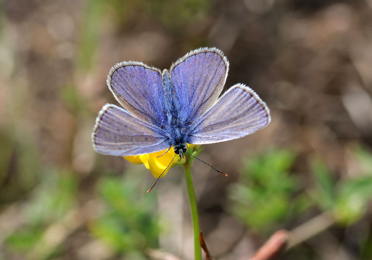 ...ein letztes mal Blau..?