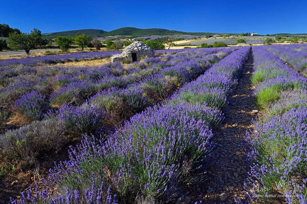 Ein letztes Mal Lavendel...