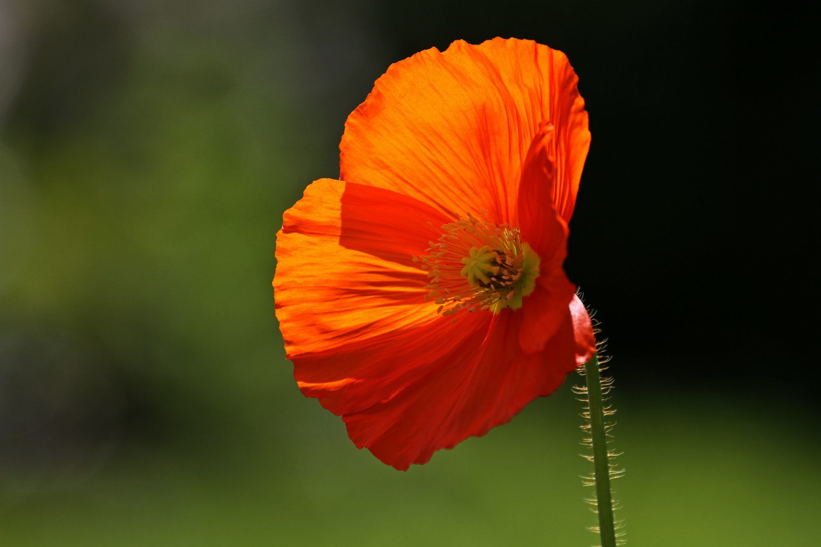 Ein letztes Mohnblümchen