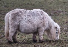 ein letztes Ponyfoto