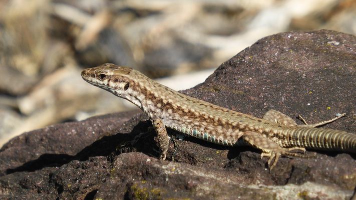 Ein letztes Sonnenbad