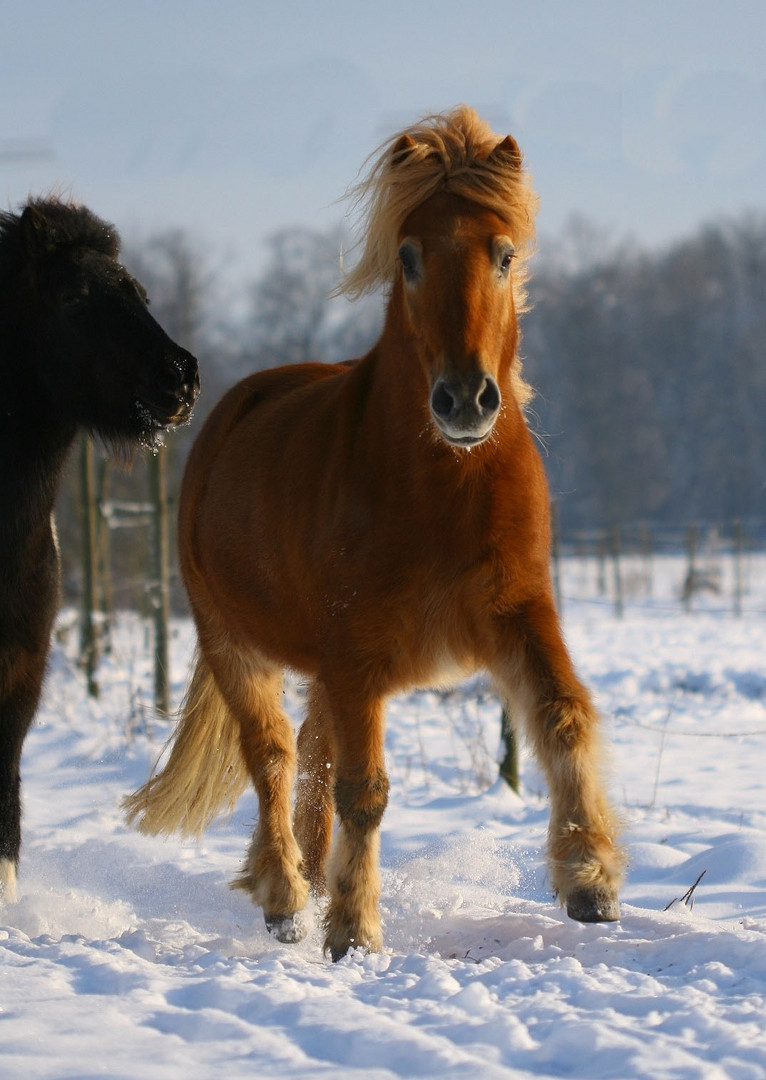 ein letztes Winterbild