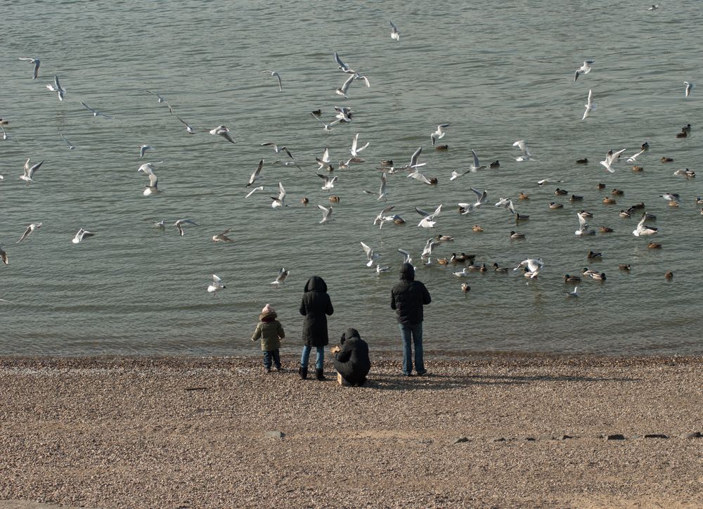 Ein letztes Winterbild vom Rhein