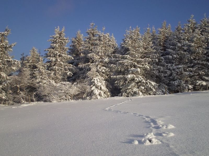 ein letztes winterbildchen