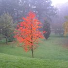 Ein Leuchten im Morgentlichen Herbstnebel