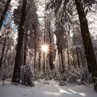 Ein Leuchten im Winterwald 