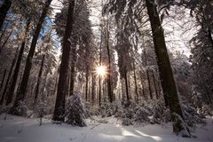 Ein Leuchten im Winterwald 