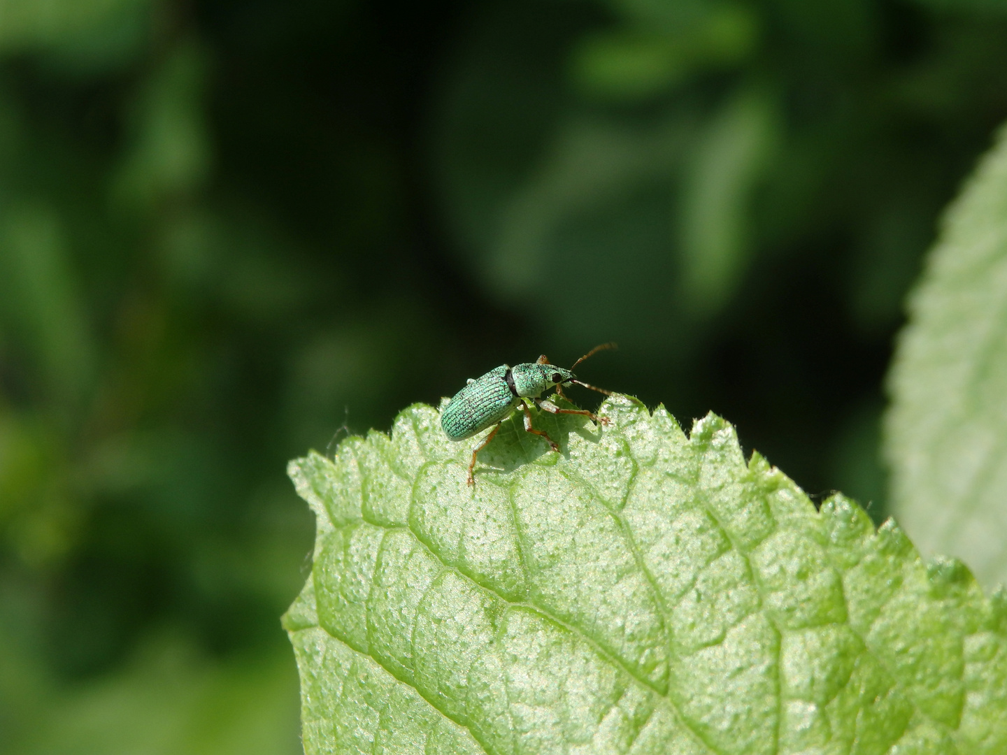 Ein leuchtend grüner Rüsselkäfer (Polydrusus formosus?)