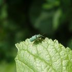 Ein leuchtend grüner Rüsselkäfer (Polydrusus formosus?)