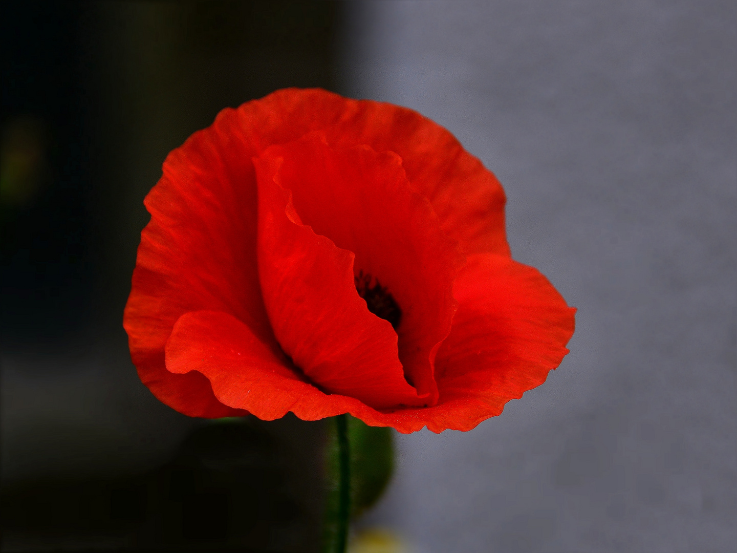 Ein leuchtend roter Klatschmohn