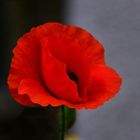 Ein leuchtend roter Klatschmohn