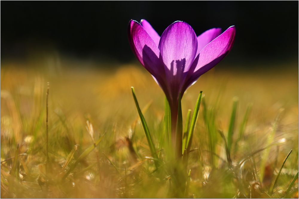 Ein leuchtender Krokus...