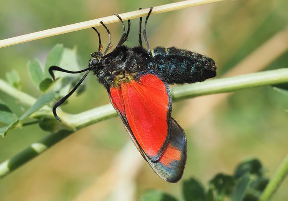 EIN LEUCHTENDER RUBIN 