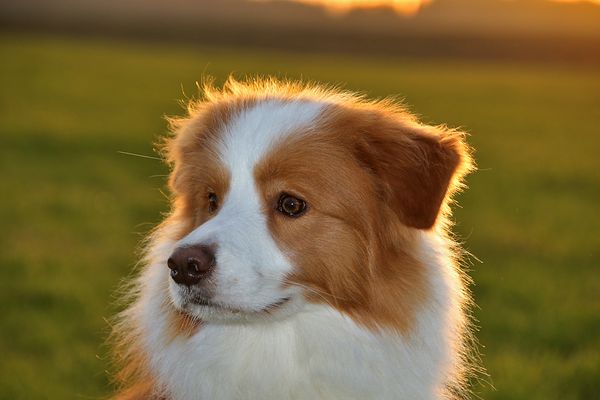 ein leuchtender Simba