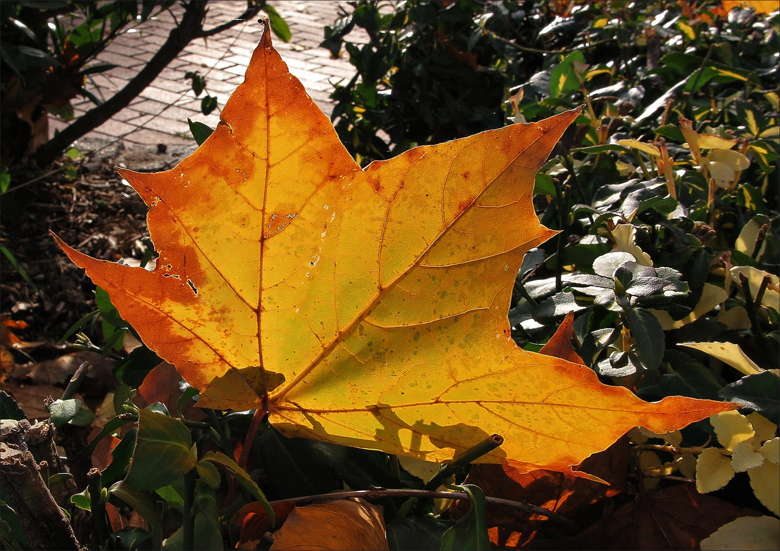 Ein leuchtendes Blatt im oftmals tristen November...