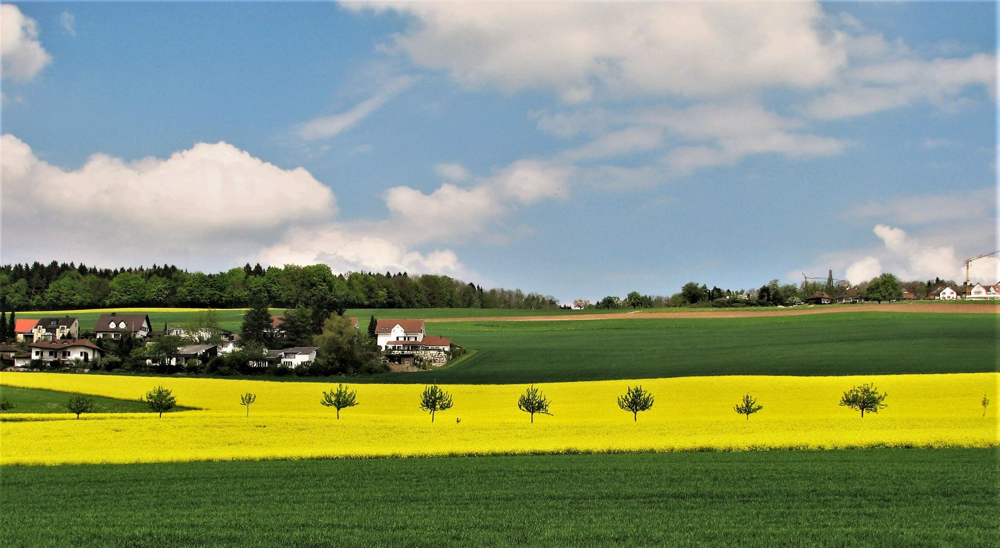 Ein leuchtendes Feld am Dorfende