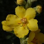 Ein leuchtendes Gelb - Die Blüte der Königskerze (Verbascum)