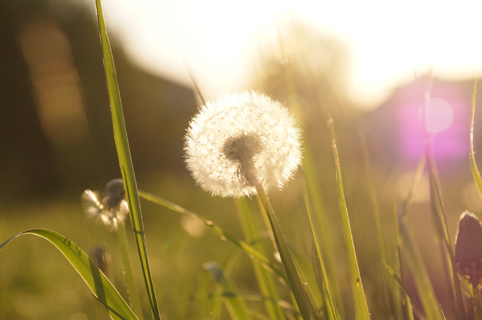 Ein Leuchtspiel der Sonne