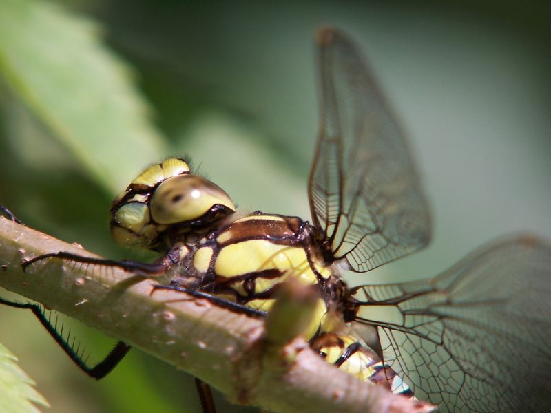 Ein Libelle aus den letzten Tagen des Spätsommers 2005,