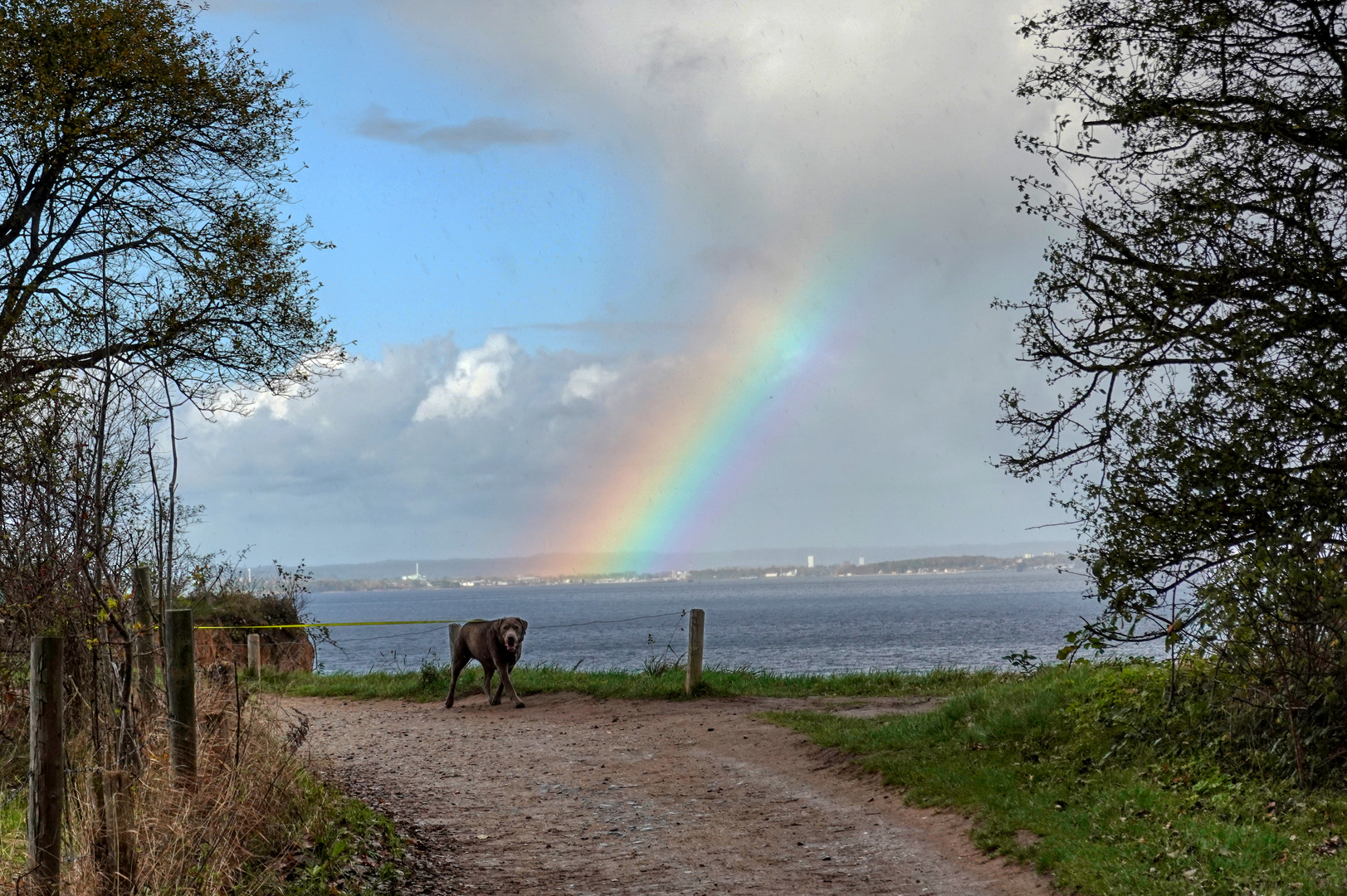 Ein Licht, da steppt der Hund