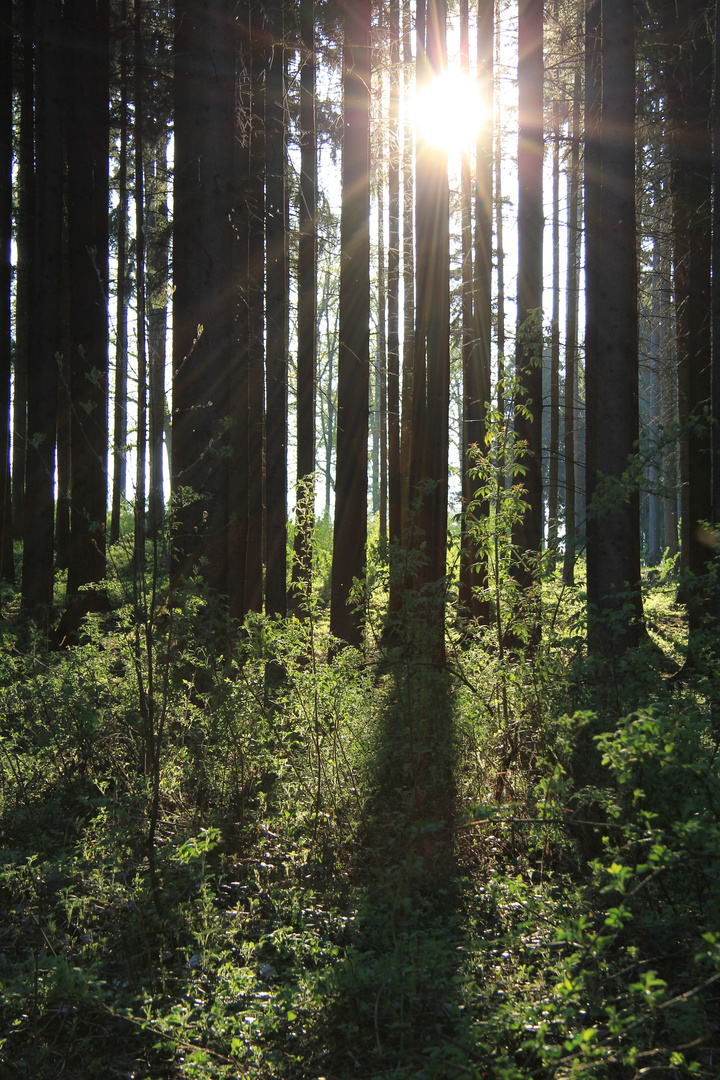 Ein Licht im Dunkel