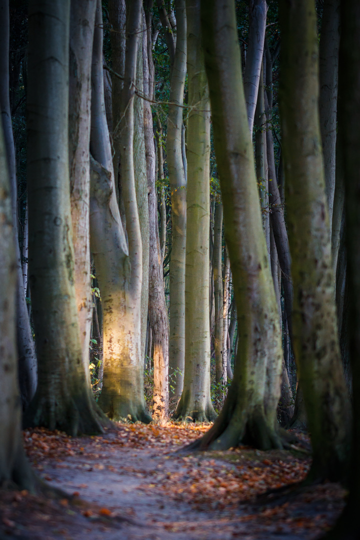 Ein Licht im dunklen Wald