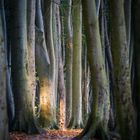 Ein Licht im dunklen Wald